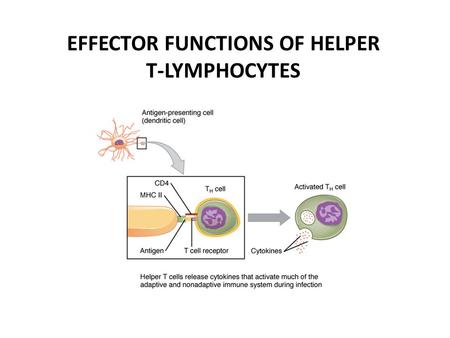 EFFECTOR FUNCTIONS OF HELPER T-LYMPHOCYTES. Dendritic cells use several pathways to process and present protein antigens.