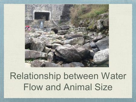 Relationship between Water Flow and Animal Size. Variables Control variables: Water depth, river bed substrate composition, light intensity, water temperature.