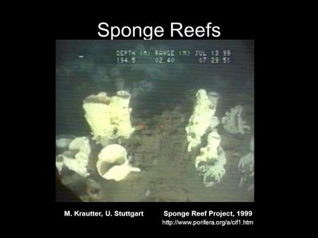 Sponge Reefs M. Krautter, U. Stuttgart Sponge Reef Project, 1999
