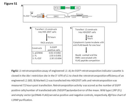 CMV Intron SV 40 pA F PE G RNA probe FLAG ORF1 ORF2 CMV AATAAA 5’UTR 3’UTR BGH (p)AL1(p)A FL-O1F A % EGFP positive cells 1. pCDNA6 0.01 ± 0.002 2. FL 2.55.