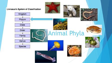 Animal Phyla. Lesson Objectives  Learning Goals  Reminder – Due dates  Minds ON  Yesterday’s Recap  Animal Phyla Mini Lesson  Animal Phyla Lab 