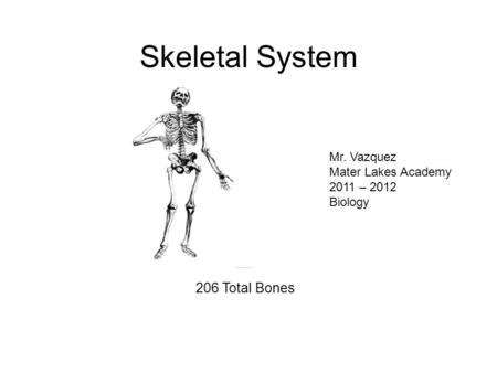 Skeletal System 206 Total Bones Mr. Vazquez Mater Lakes Academy 2011 – 2012 Biology.