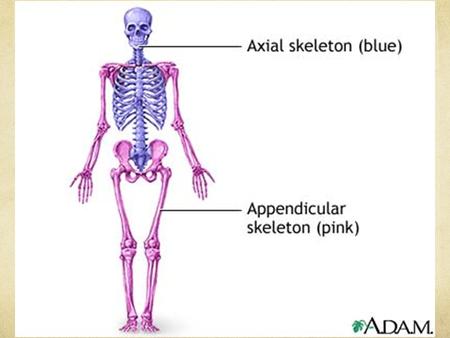 Axial skeleton skull (cranium and facial bones) hyoid bone (anchors tongue and muscles associated with swallowing) vertebral column (vertebrae and disks)