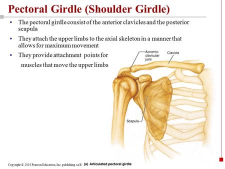 Copyright © 2003 Pearson Education, Inc. publishing as Benjamin Cummings Pectoral Girdle (Shoulder Girdle) The pectoral girdle consist of the anterior.