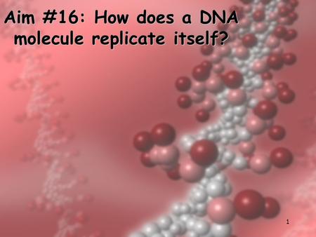 1 Aim #16: How does a DNA molecule replicate itself?