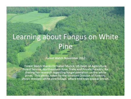 Learning about Fungus on White Pine Forest Watch November 2012 Forest Watch thanks Dr. Isabel Munck, US Dept. of Agriculture Forest Service, Northeastern.