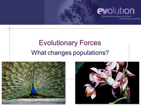AP Biology 2007-2008 Evolutionary Forces What changes populations?