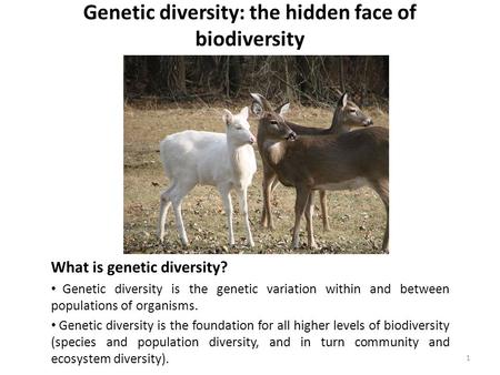 Genetic diversity: the hidden face of biodiversity What is genetic diversity? Genetic diversity is the genetic variation within and between populations.