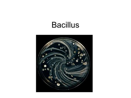 Bacillus.