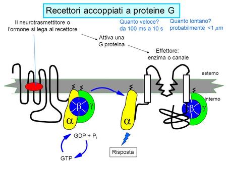 Esterno interno GTP GDP + P i    Il neurotrasmettitore o l’ormone si lega al recettore Attiva una G proteina    Risposta Effettore: enzima o canale.