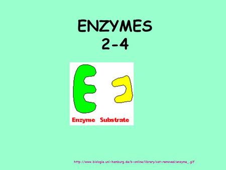 ENZYMES 2-4