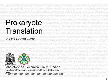 Prokaryote Translation