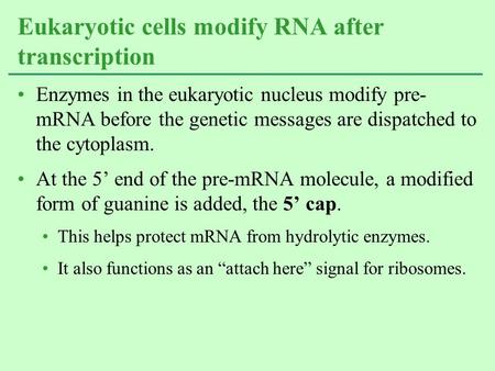 Eukaryotic cells modify RNA after transcription