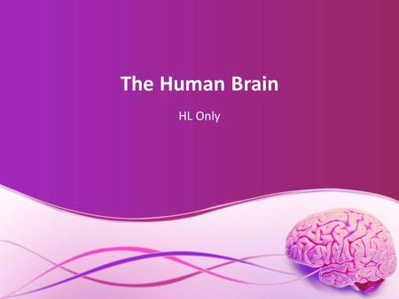 The Human Brain HL Only.
