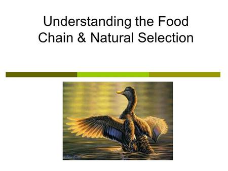 Understanding the Food Chain & Natural Selection.