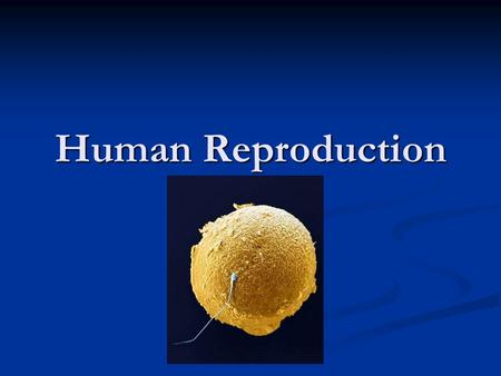 Human Reproduction. Objectives: 1. To identify the anatomy of the Male Reproductive System 2. To understand the hormonal controls in sperm production.