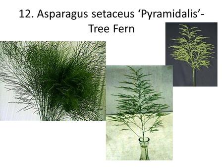 12. Asparagus setaceus ‘Pyramidalis’- Tree Fern
