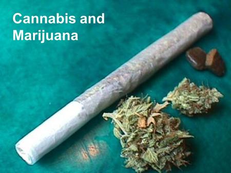 Cannabis and Marijuana. What is marijuana? Marijuana (grass, pot, weed) is the common name for the drug made from the plant Cannabis sativa. Marijuana.