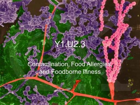 Contamination, Food Allergies, and Foodborne Illness