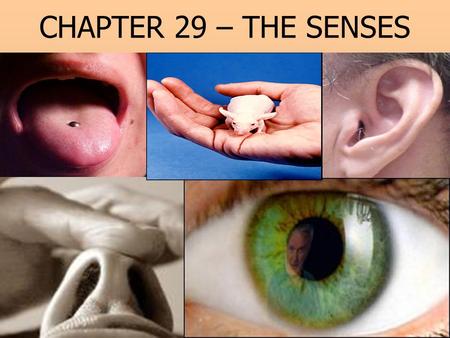 CHAPTER 29 – THE SENSES.
