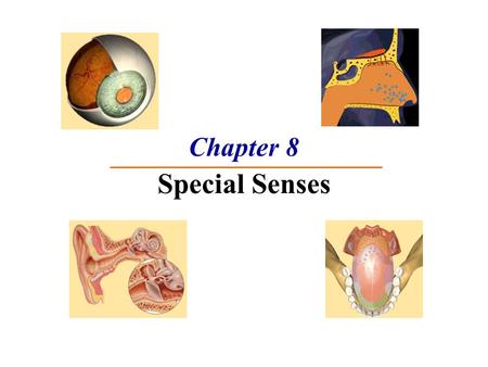 Chapter 8 Special Senses. The Senses Special senses Smell Taste Sight Hearing Equilibrium General senses of touch  Temperature  Pressure  Pain.