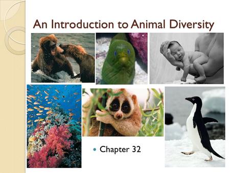An Introduction to Animal Diversity Chapter 32. Characteristics of Animals Multi-cellular Heterotrophic eukaryotes - ingestion Lack cell walls – collagen.