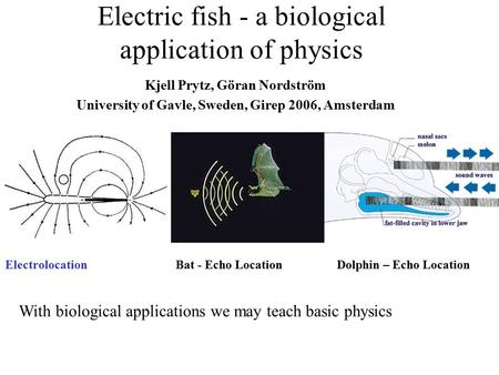 Electric fish - a biological application of physics Kjell Prytz, Göran Nordström University of Gavle, Sweden, Girep 2006, Amsterdam ElectrolocationBat.