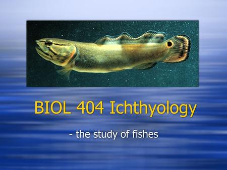 BIOL 404 Ichthyology - the study of fishes. Fishes  Most numerous and diverse of the major vertebrate groups  More classes of fishes than all other.