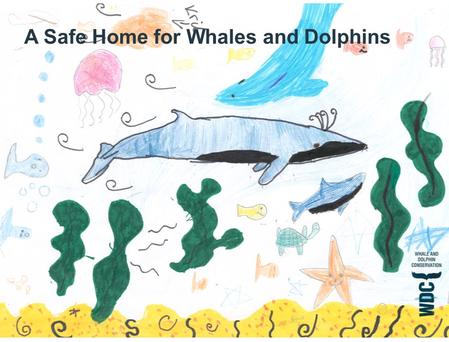 A Safe Home for Whales and Dolphins. What makes a safe home?