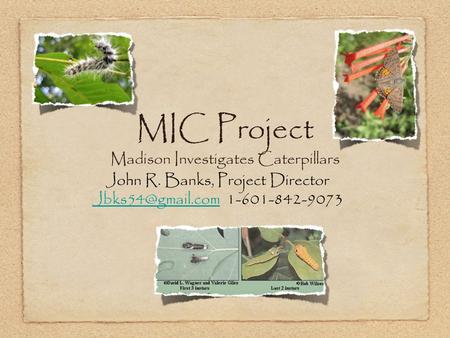 MIC Project Madison Investigates Caterpillars John R. Banks, Project Director 1-601-842-9073.