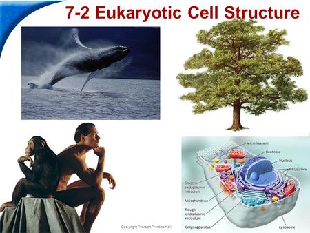 End Show Slide 1 of 49 Copyright Pearson Prentice Hall 7-2 Eukaryotic Cell Structure.