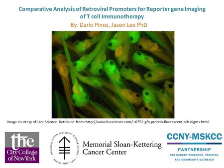 Comparative Analysis of Retroviral Promoters for Reporter gene Imaging of T cell Immunotherapy By: Dario Pinos, Jason Lee PhD Image courtesy of Live Science.