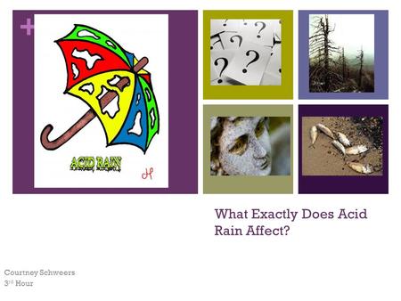 + What Exactly Does Acid Rain Affect? Courtney Schweers 3 rd Hour.