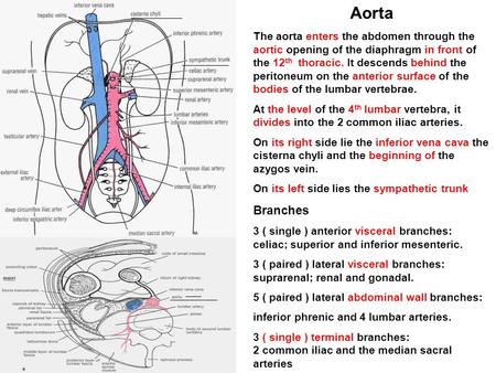 Aorta The aorta enters the abdomen through the aortic opening of the diaphragm in front of the 12th thoracic. It descends behind the peritoneum on the.