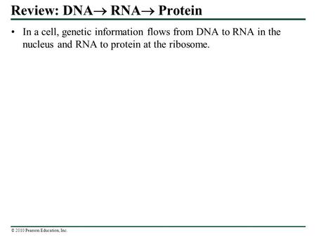 Review: DNA RNA Protein