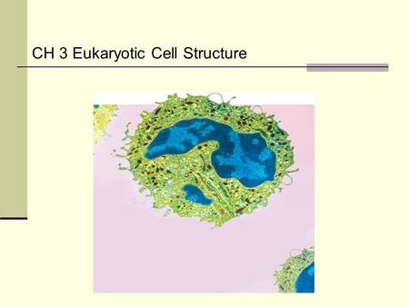 CH 3 Eukaryotic Cell Structure