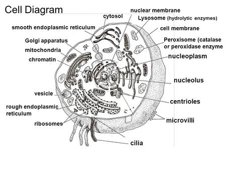 Cell Diagram cilia microvilli centrioles nucleolus nucleoplasm Peroxisome (catalase or peroxidase enzyme cell membrane Lysosome (hydrolytic enzymes) nuclear.