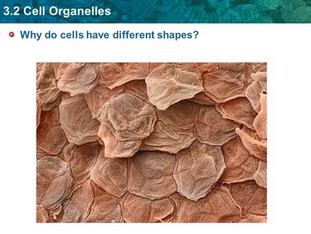3.2 Cell Organelles Why do cells have different shapes?