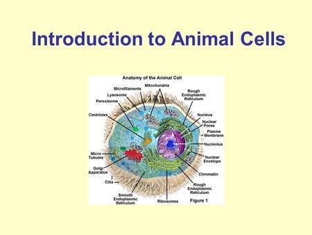 Introduction to Animal Cells