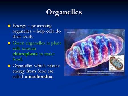 Organelles Energy – processing organelles – help cells do their work.