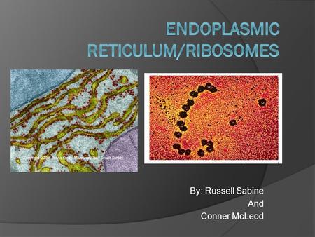 Endoplasmic reticulum/ribosomes