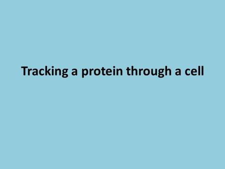 Tracking a protein through a cell. Organelles that Build Proteins Ribosomes, Endoplasmic Reticulum, Golgi Apparatus One of the most important jobs of.