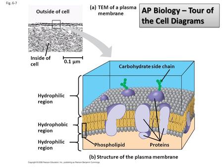 Fig. 6-7 TEM of a plasma membrane (a) (b) Structure of the plasma membrane Outside of cell Inside of cell 0.1 µm Hydrophilic region Hydrophobic region.