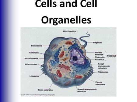 Cells and Cell Organelles. Cells and Tissues  Carry out all chemical activities needed to sustain life  Cells are the building blocks of all living.
