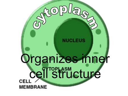 Organizes inner cell structure. ‘control center’ contains genetic material (DNA)