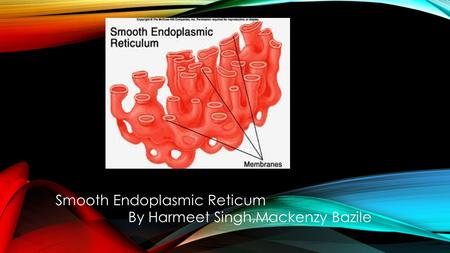 Smooth Endoplasmic Reticum By Harmeet Singh,Mackenzy Bazile.