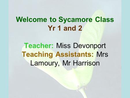 Welcome to Sycamore Class Yr 1 and 2 Teacher: Miss Devonport Teaching Assistants: Mrs Lamoury, Mr Harrison.