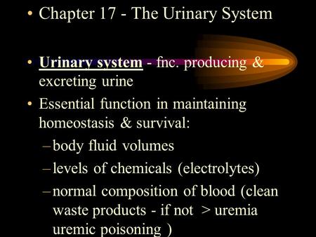 Chapter 17 - The Urinary System Urinary system - fnc. producing & excreting urine Essential function in maintaining homeostasis & survival: –body fluid.