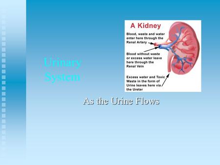 Urinary System As the Urine Flows. Excretion- removing nitrogenous wastes, certain salts and excess water from blood.Excretion- removing nitrogenous wastes,
