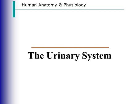 Human Anatomy & Physiology The Urinary System. Functions of the Urinary System Slide 15.1a  Elimination of waste products  Nitrogenous wastes  Toxins.